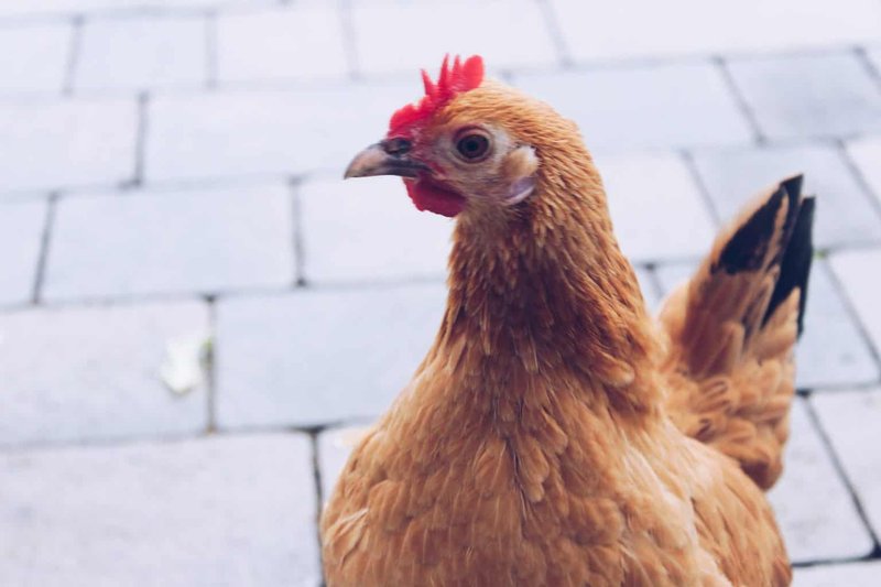 Descubre los Secretos detrás del Juego de Casino Chicken Road en España, chicken road game