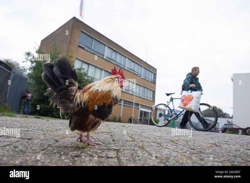Image: Erleben Sie das Thrill-Adventure auf der berühmten Chicken Road